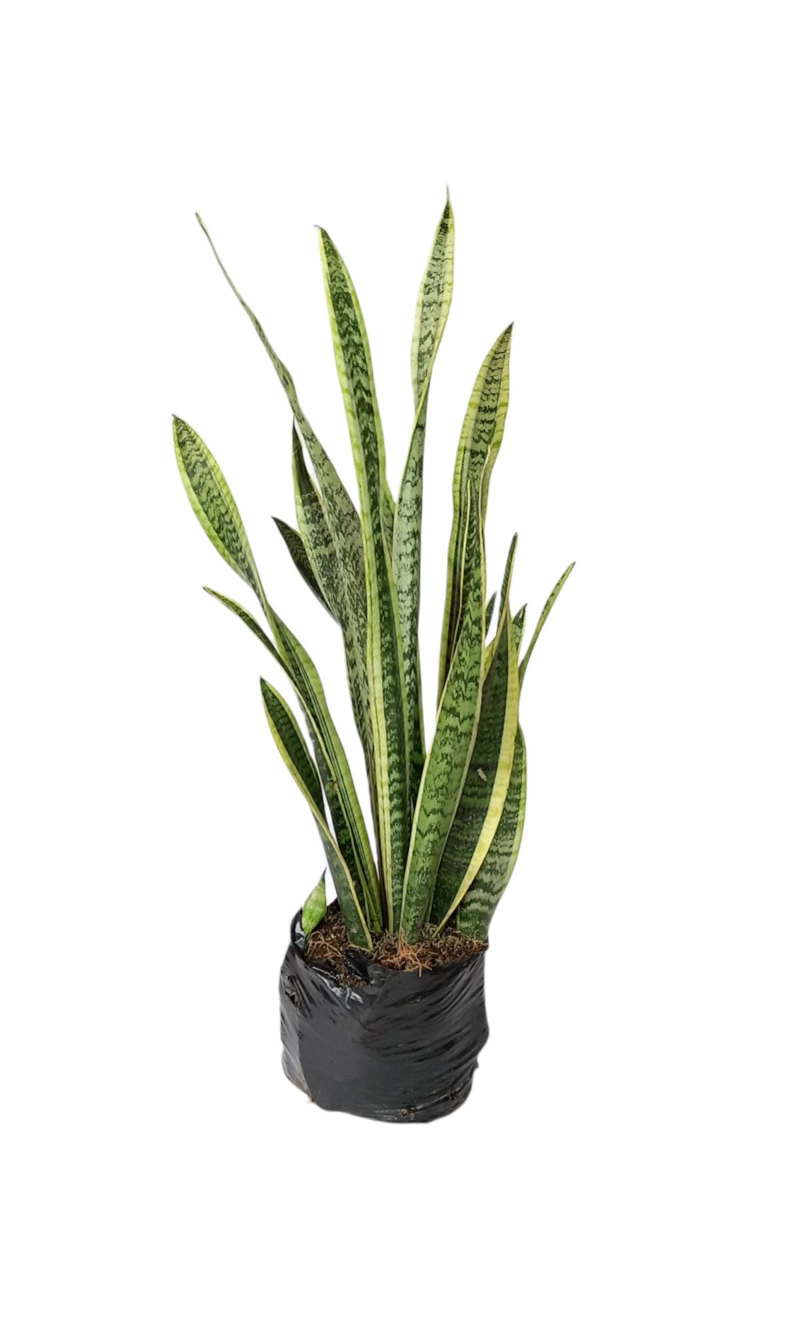 sansevieria