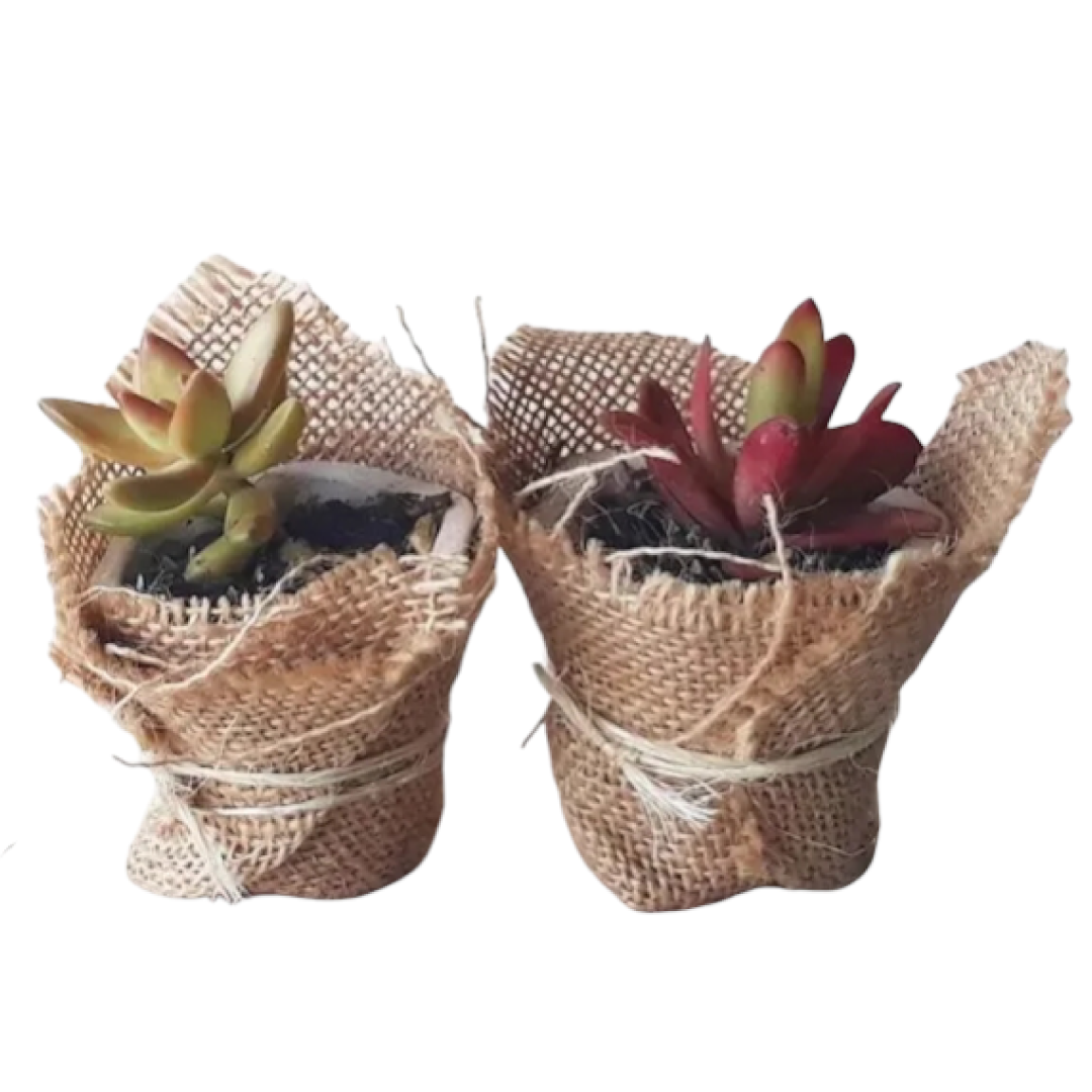 Suculentas sembradas