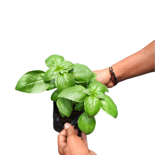 aromáticas y hortalizas
