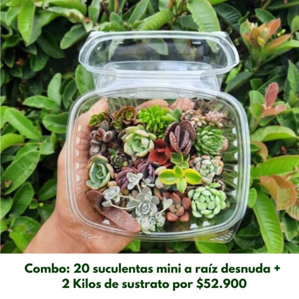 suculentas