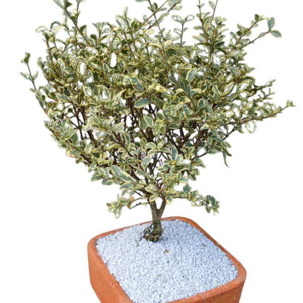Laurel variegado