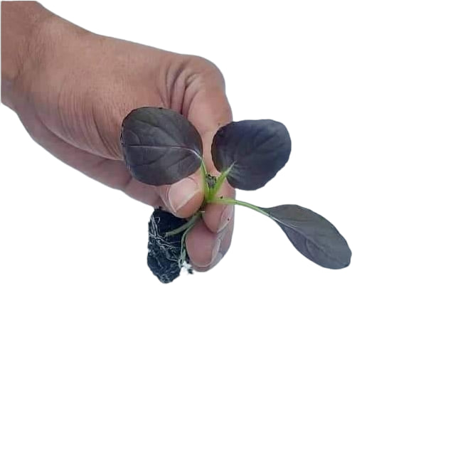 Plántulas aromáticas