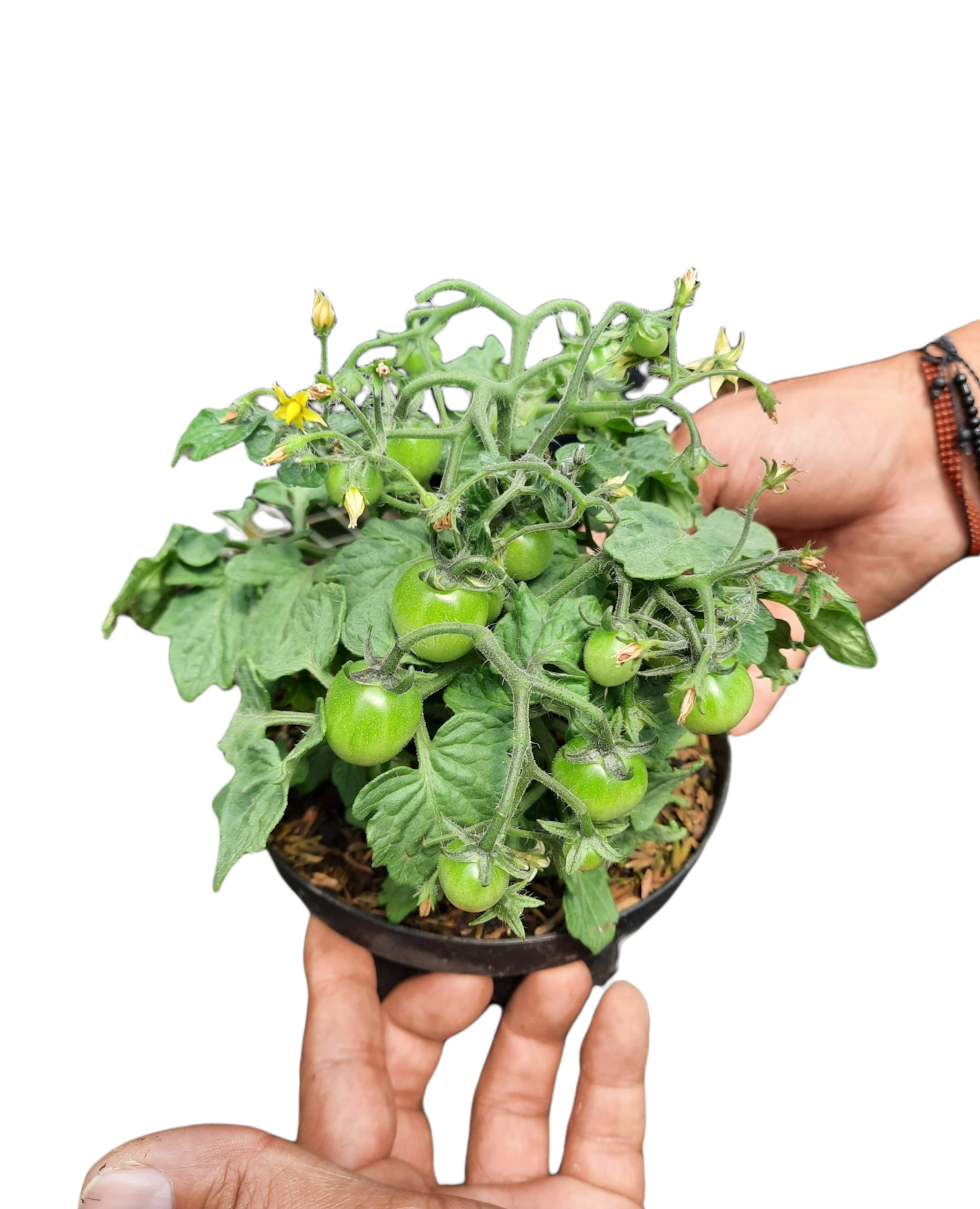 plantas aromáticas hortalizas