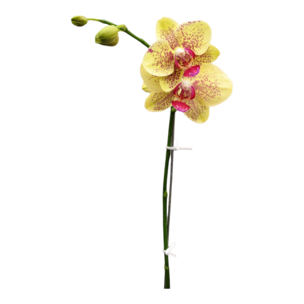 Orquídea Amarilla