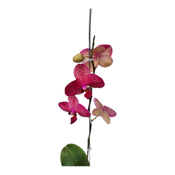 Orquídea Morada