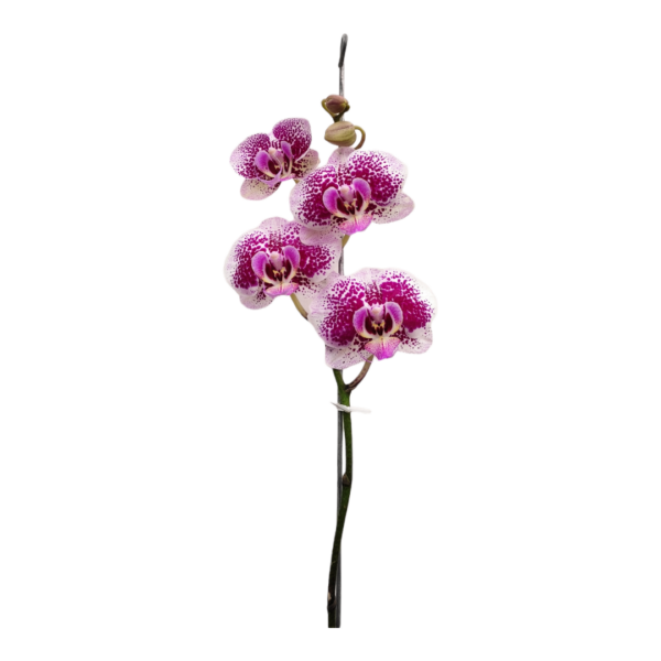 Orquídea Variegada