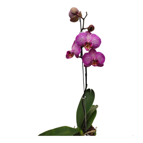 Orquídea Violeta
