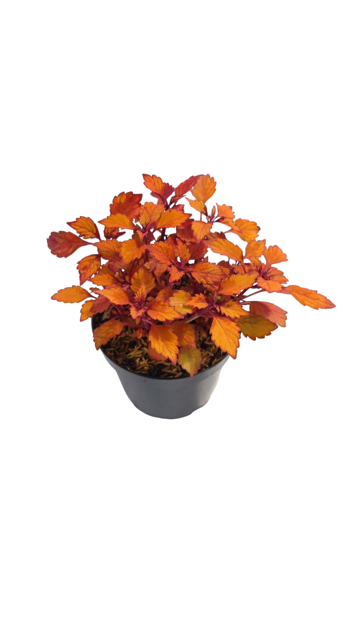 Coleus