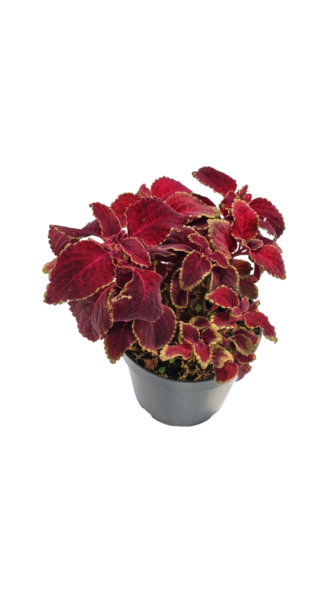 Coleus