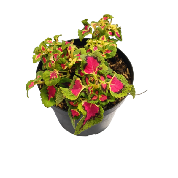 Coleus