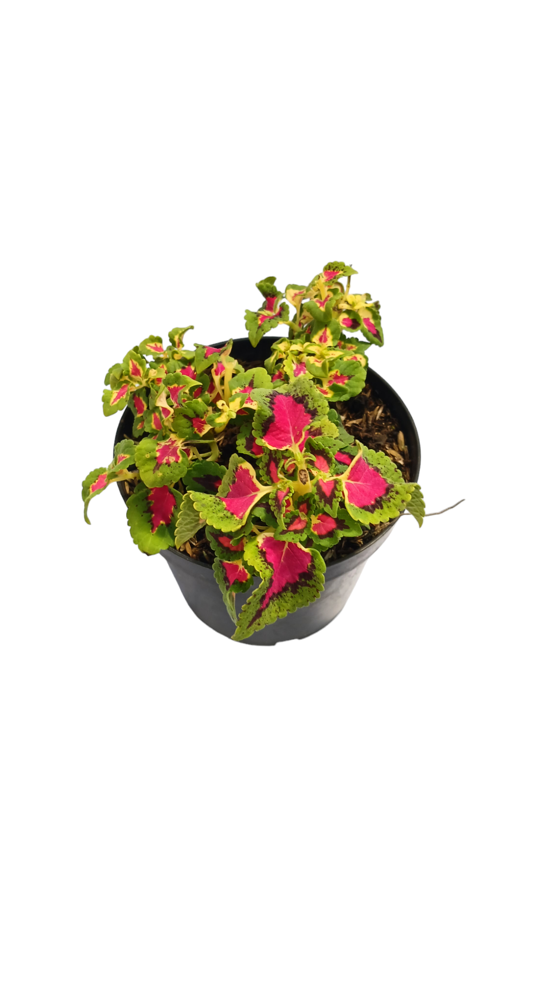 Coleus