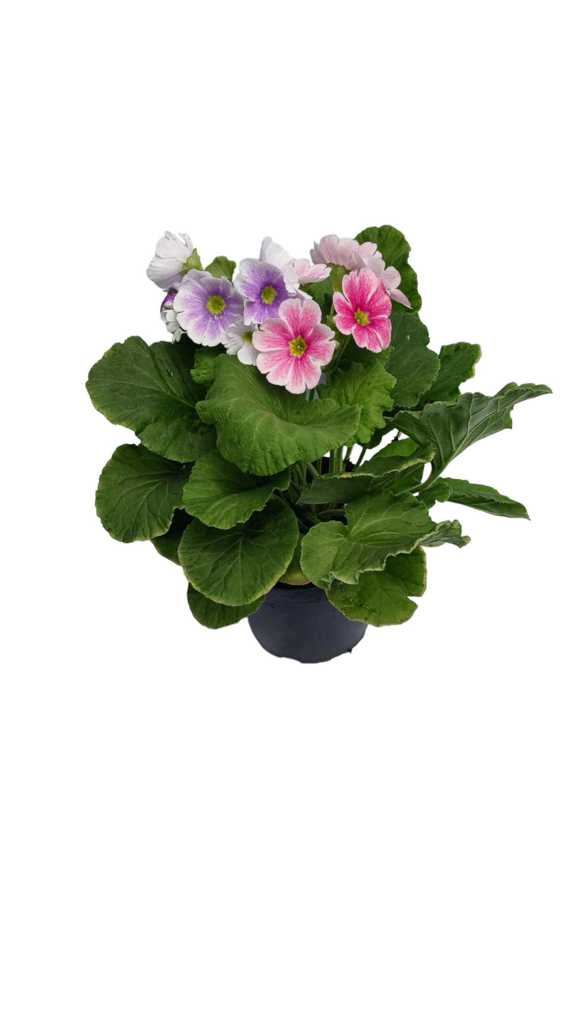 primavera