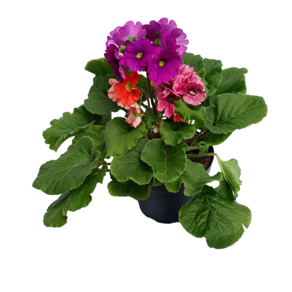 Primavera