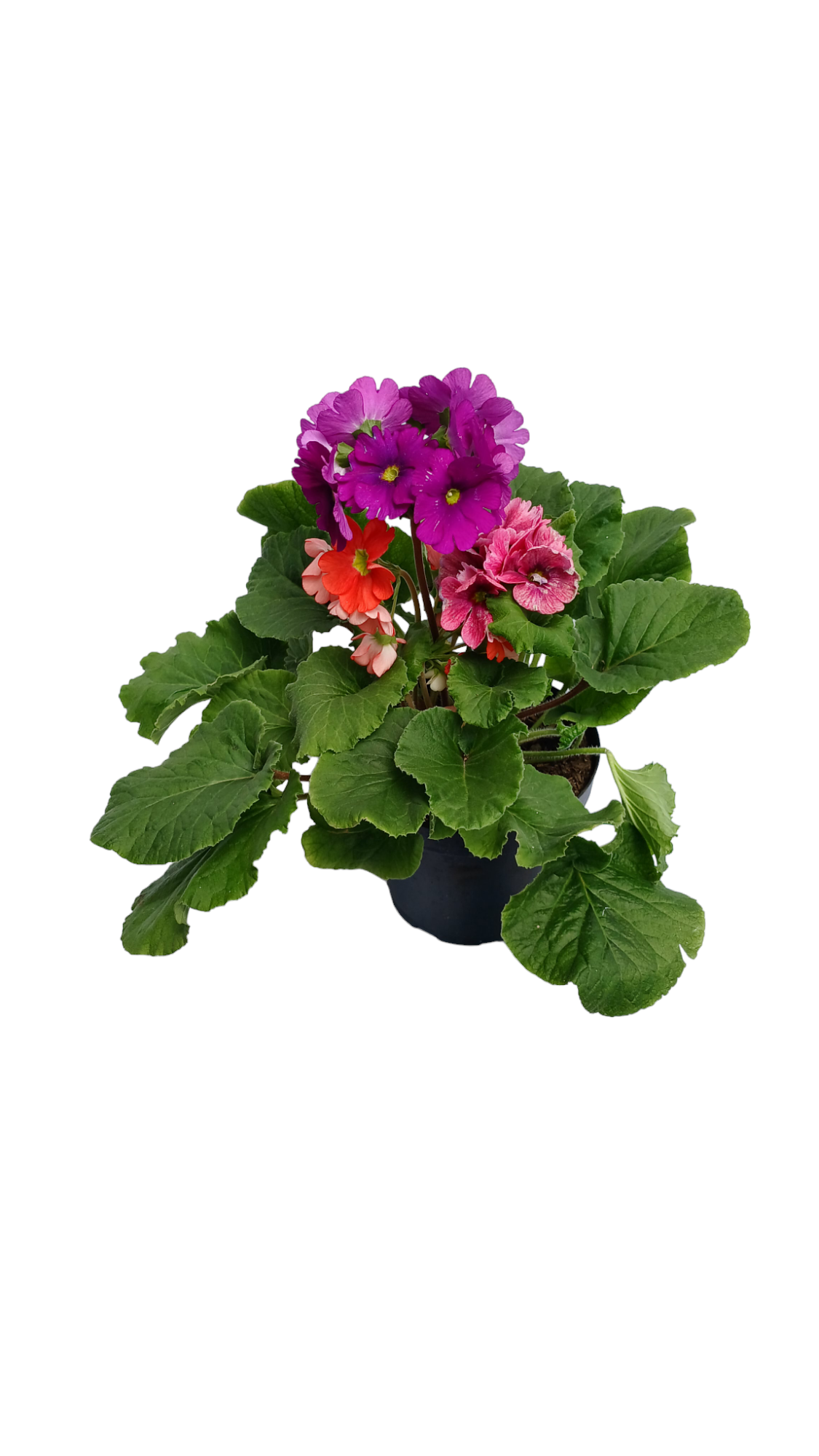 Primavera