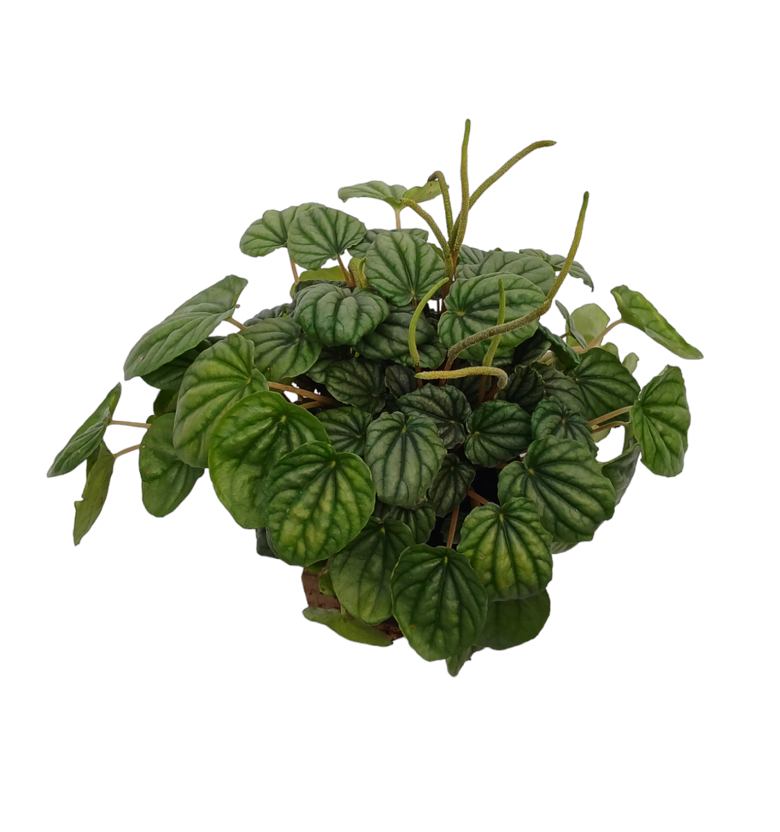 Peperonia Caperata