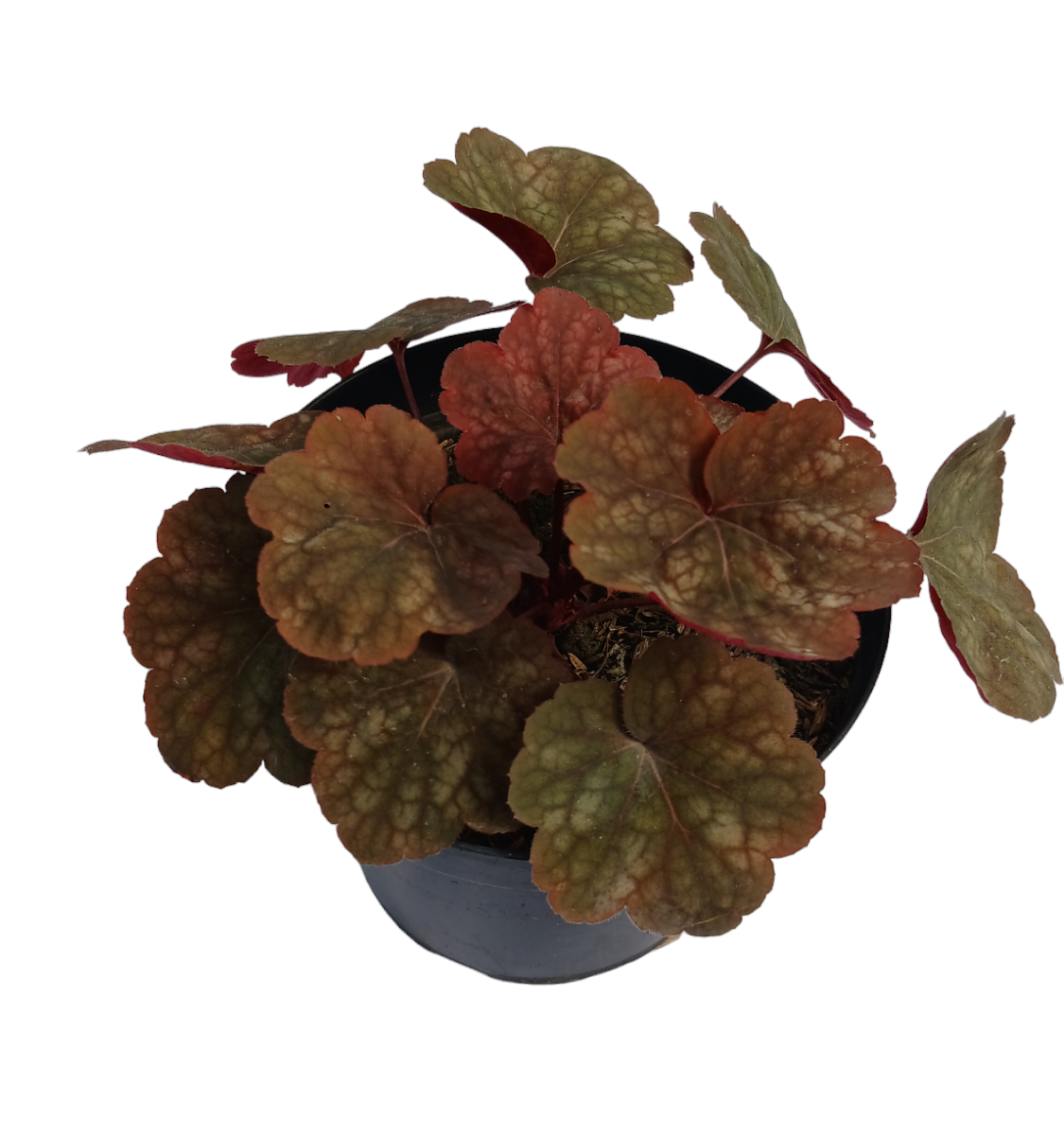 Heuchera