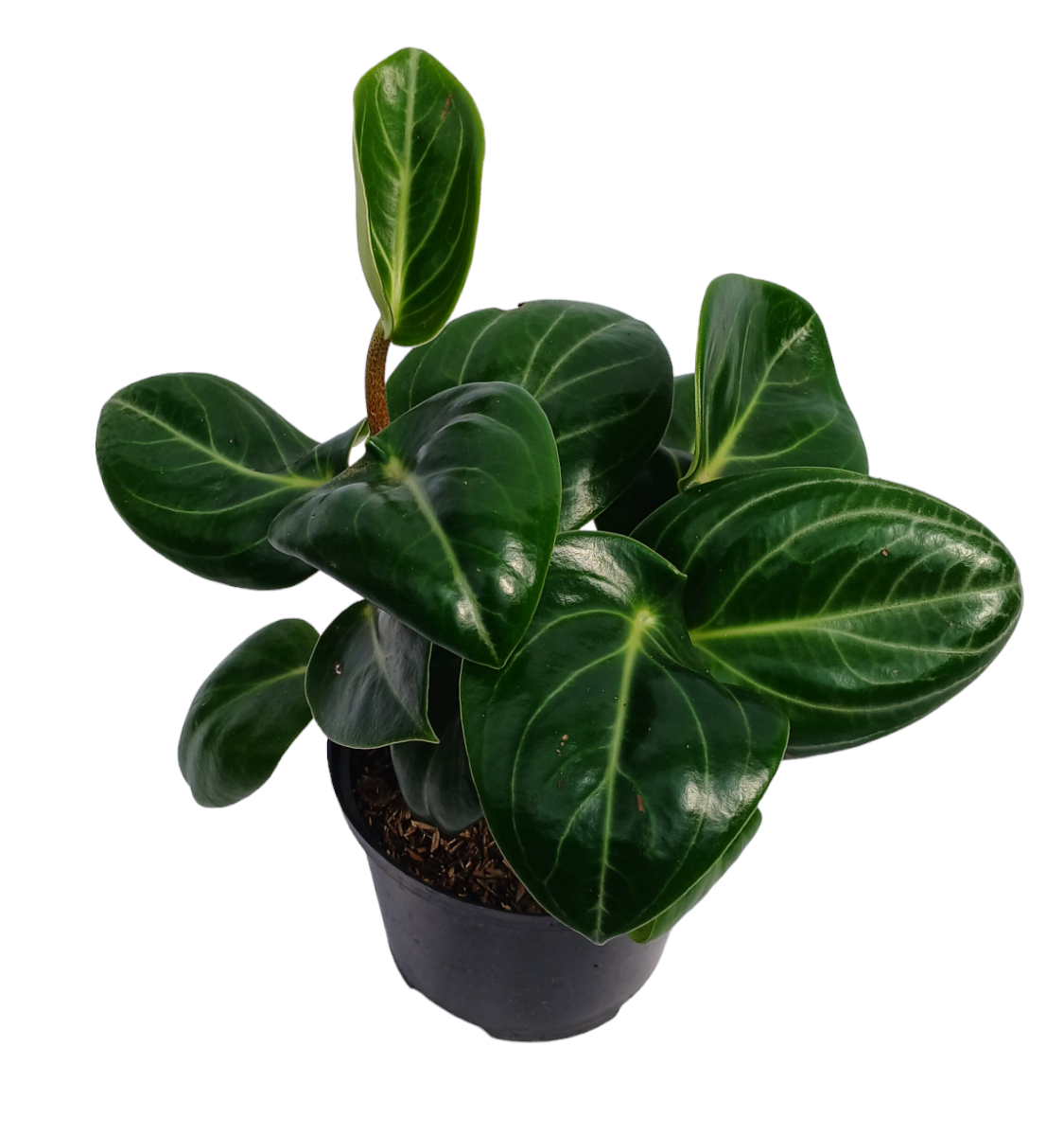 Peperomia Lemon