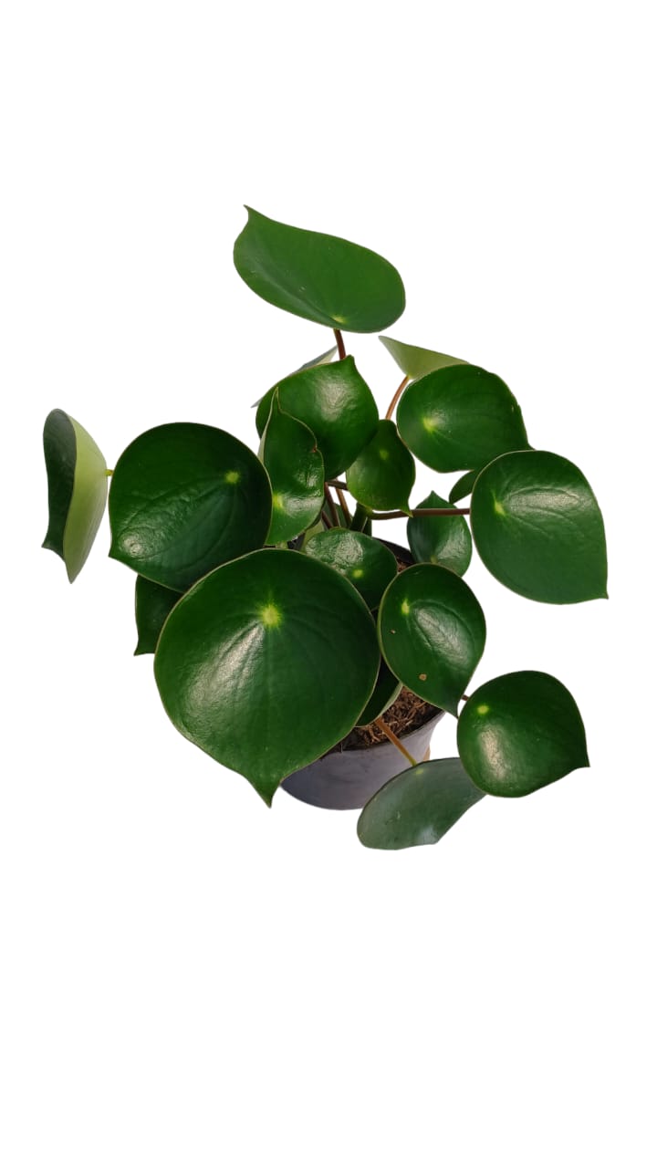 peperonia