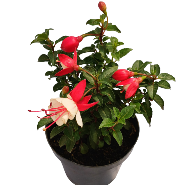 Biflora