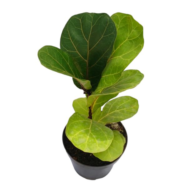 Ficus pandurata