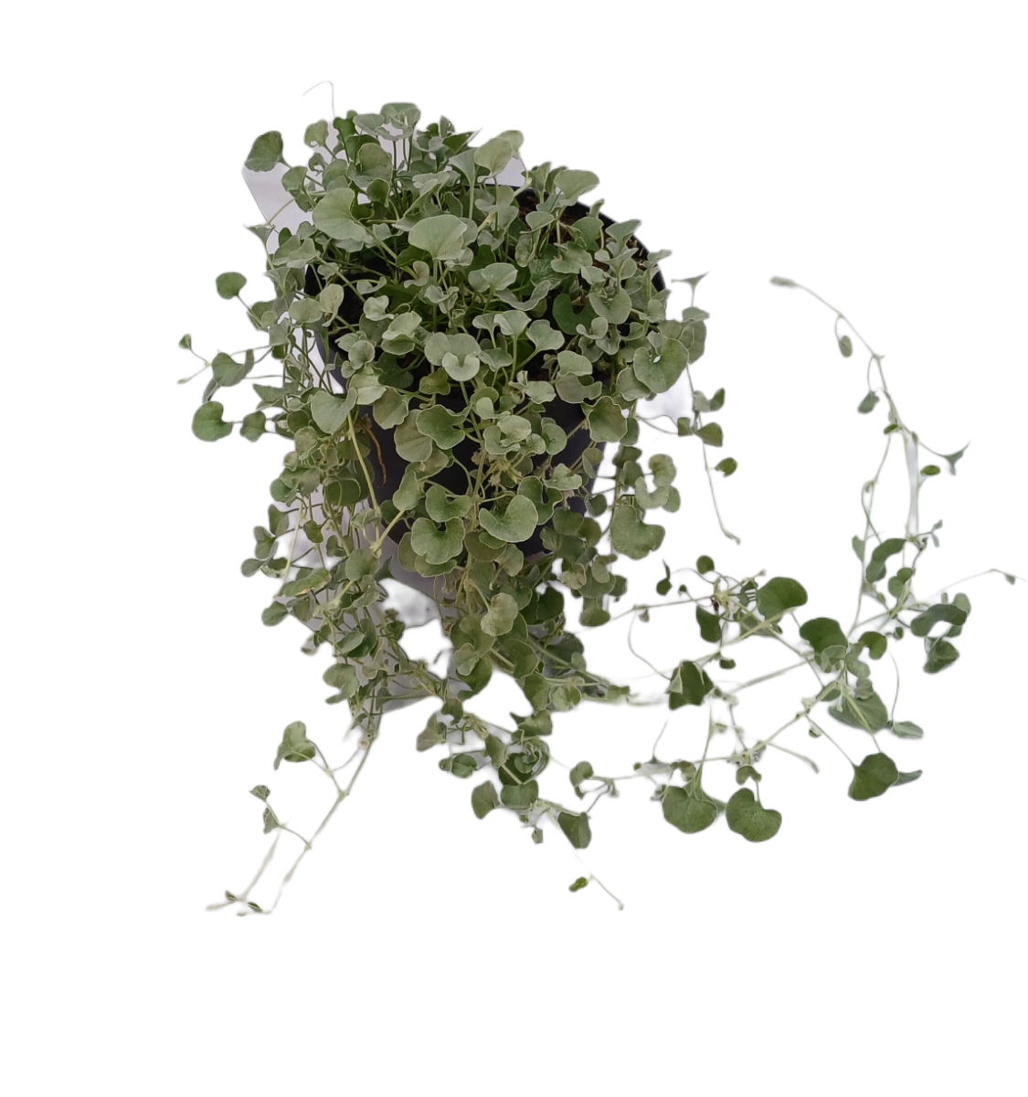 Dichondra