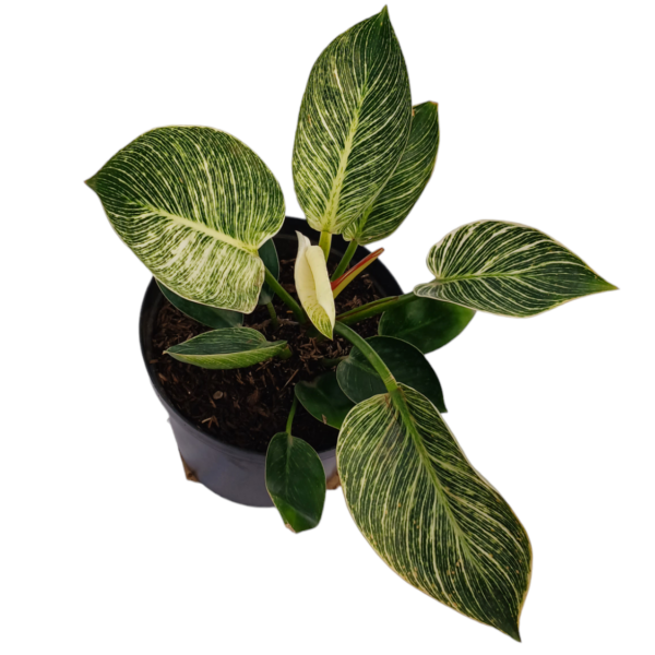 Philodendrum Virkin