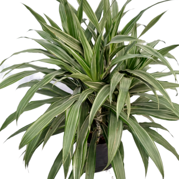 Guarneque Variegado