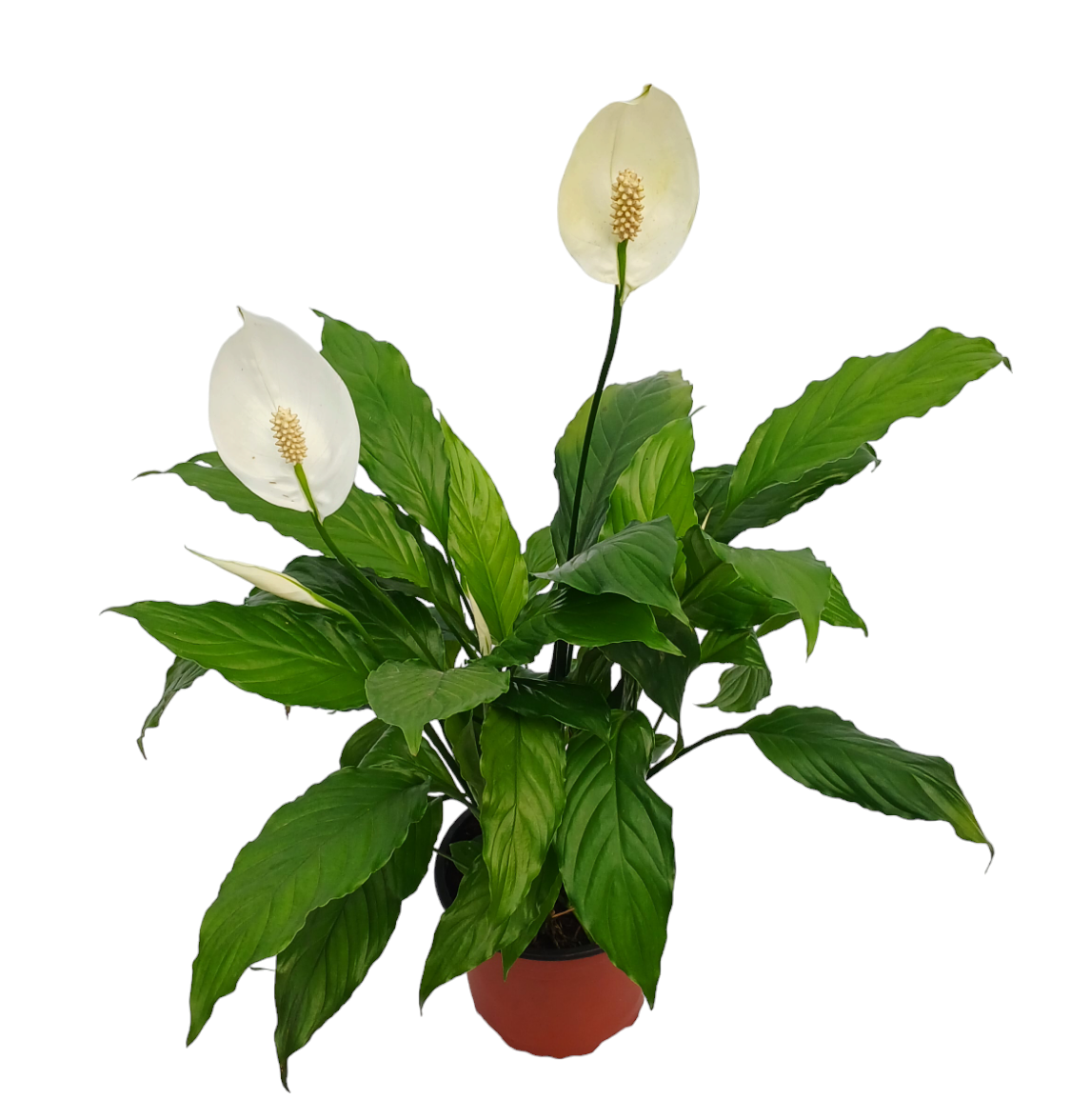 Anturio spathiphyllum