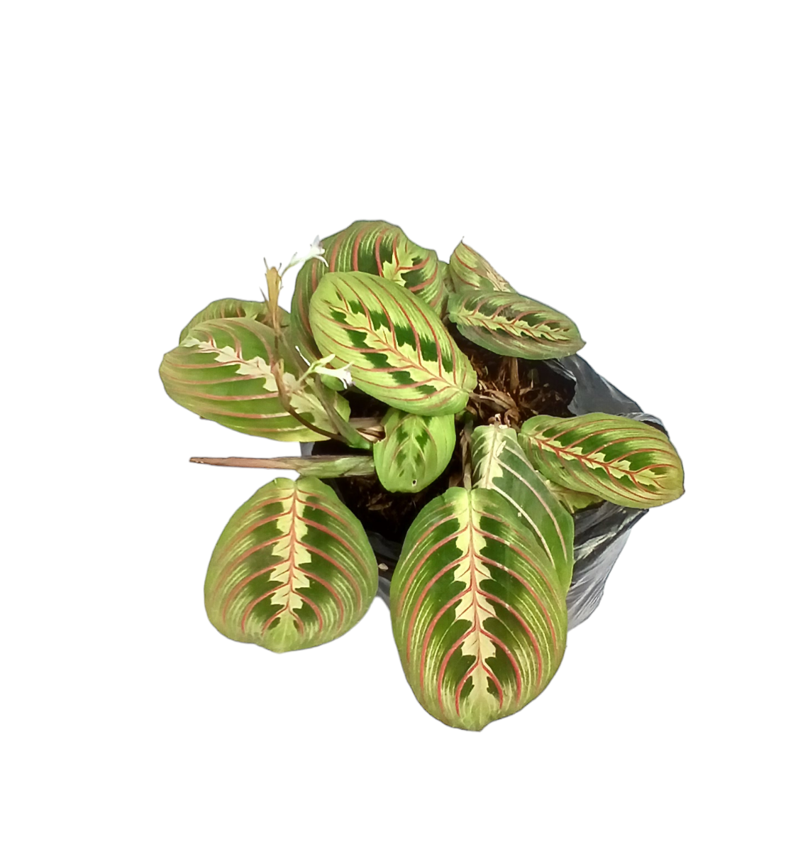 Calathea Maranta