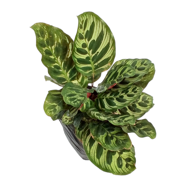 Calathea Macoyana