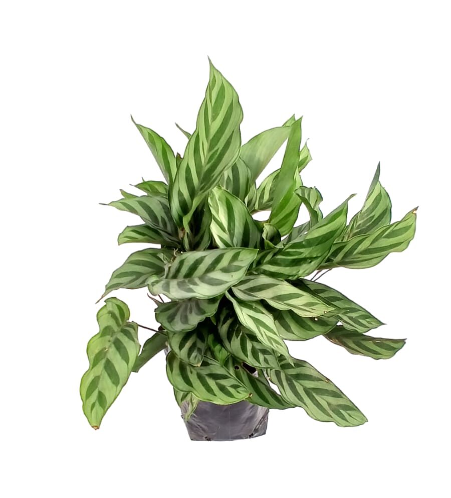 Calathea fredy