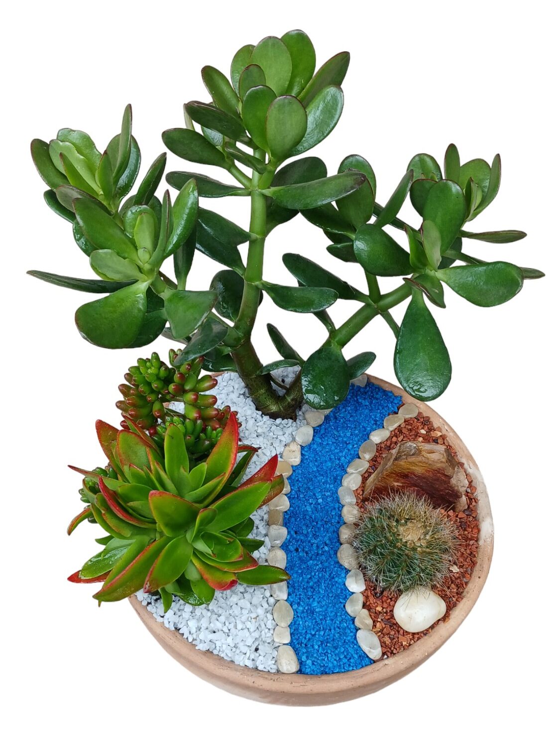 Terrario