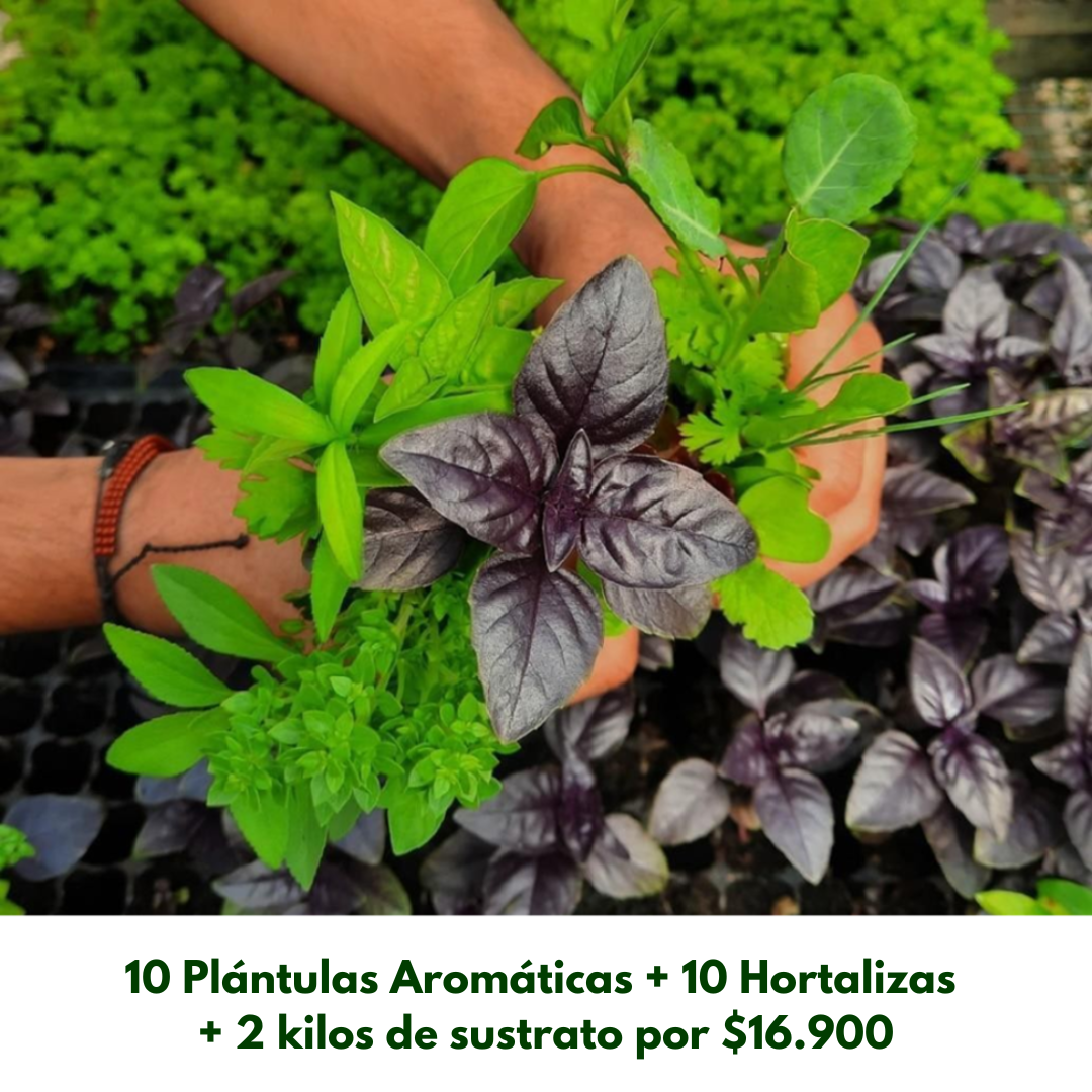 Combo de Aromáticas y Hortalizas