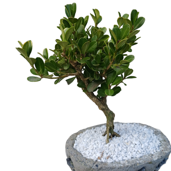 bonsai