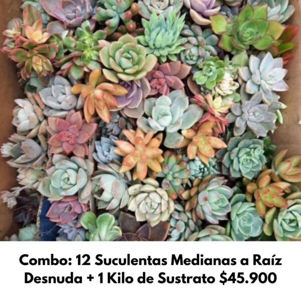 suculentas
