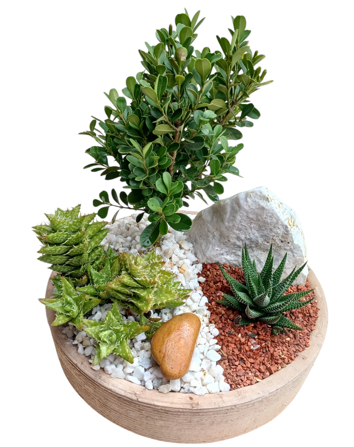 Terrario